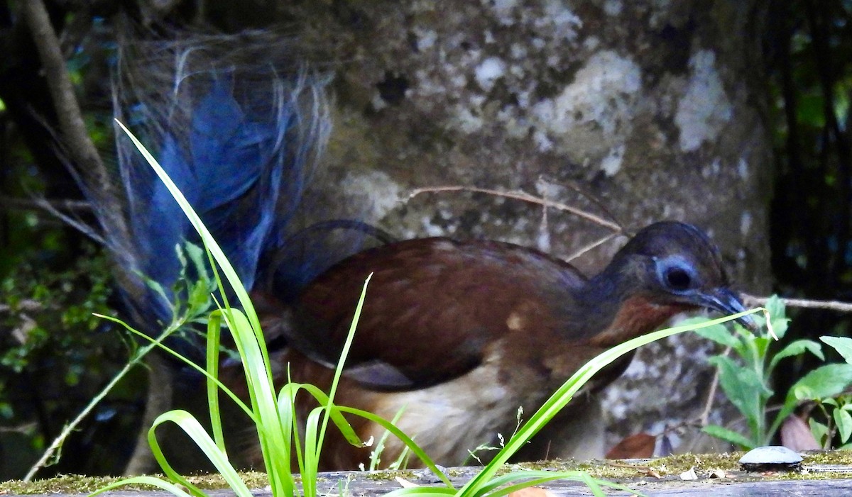 Albert's Lyrebird - ML644548305
