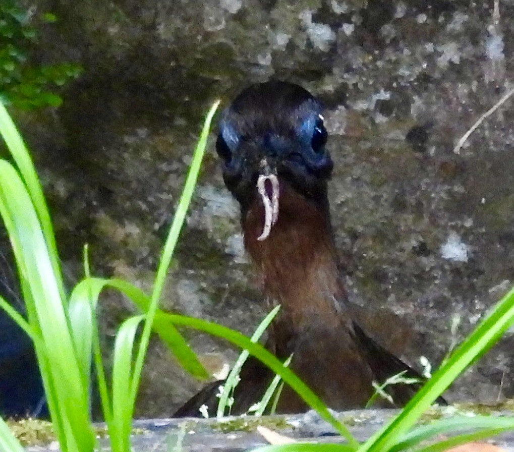 Albert's Lyrebird - ML644548306