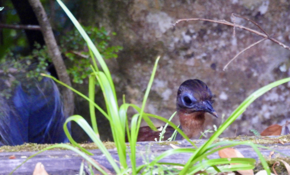 Albert's Lyrebird - ML644548307