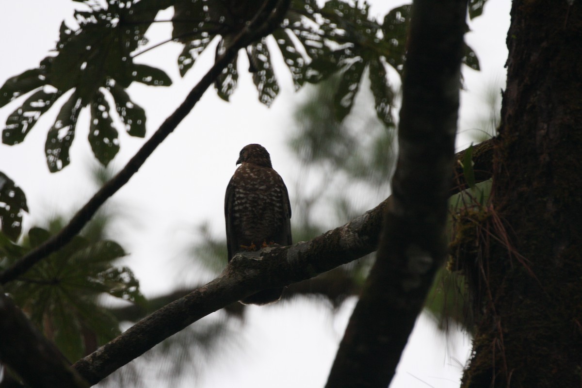 Busardo Aliancho - ML644548326