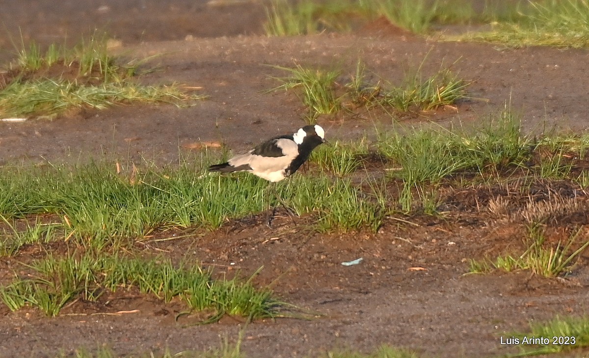 Blacksmith Lapwing - ML644548328