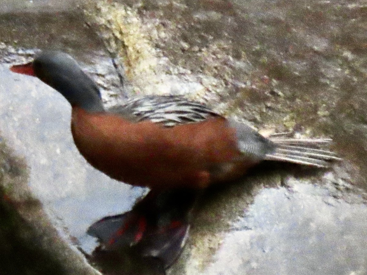 Torrent Duck - ML644548330