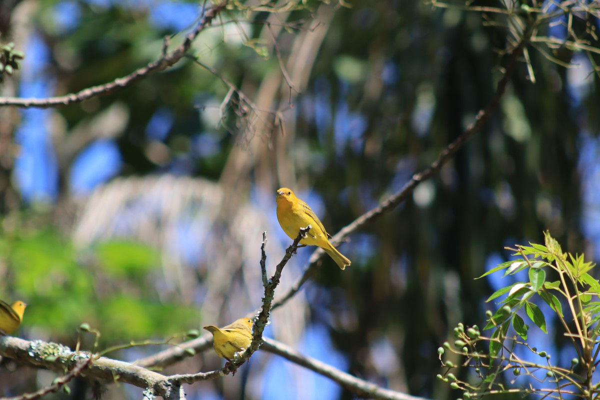 Saffron Finch - ML644548331