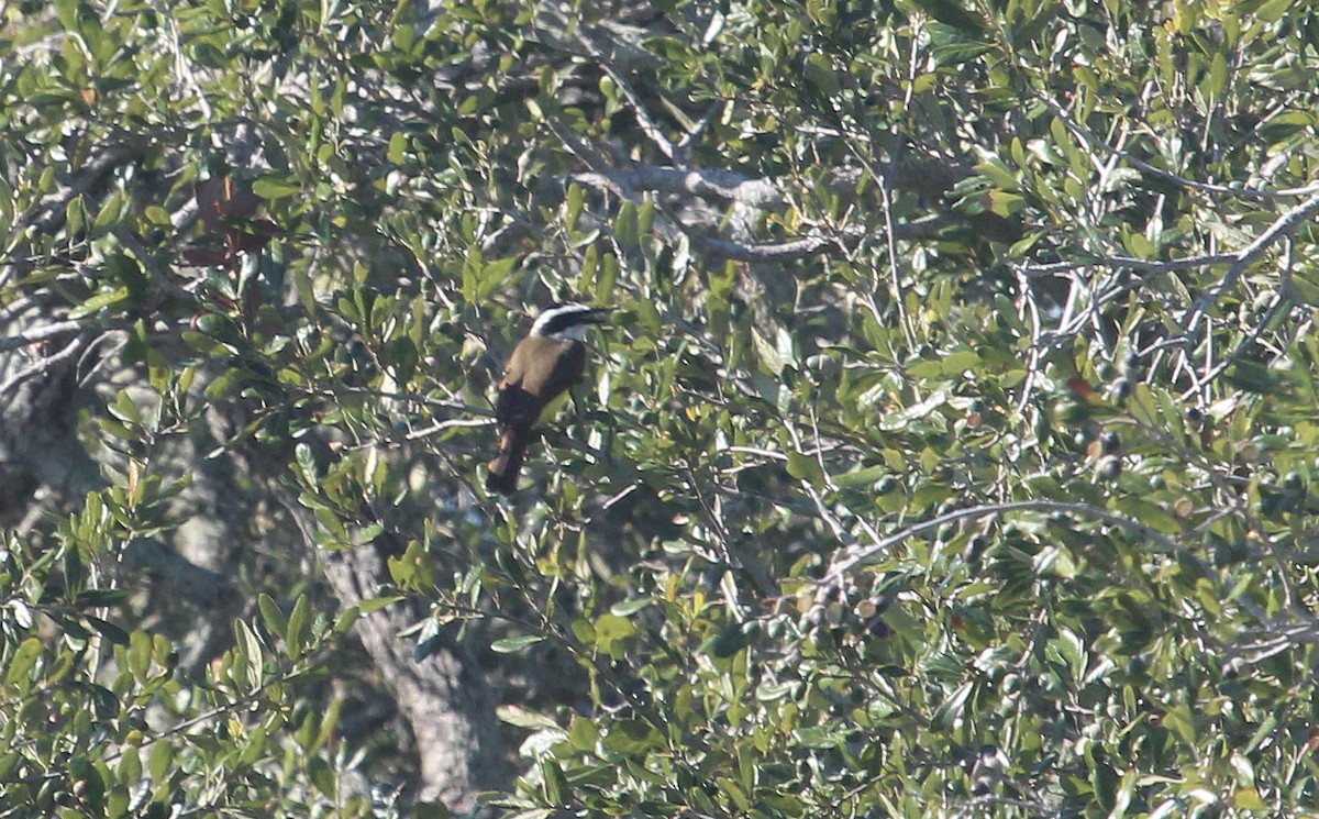 Bienteveo Común - ML644548335