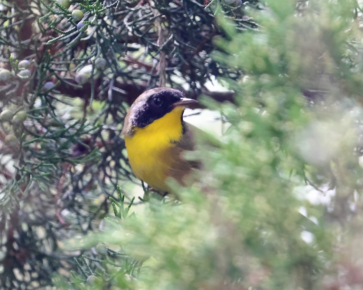 lesňáček žlutohrdlý - ML644548336