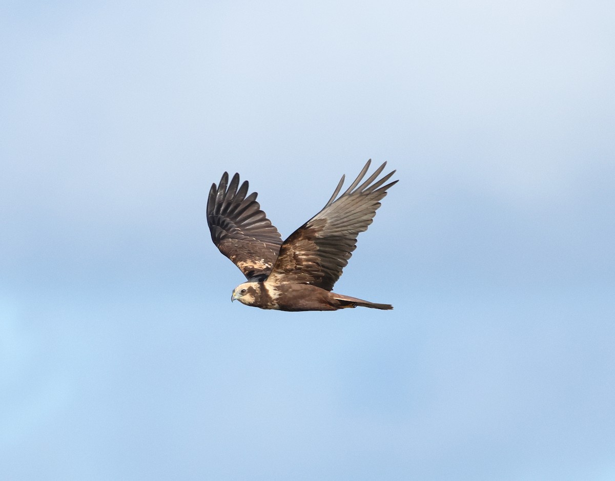 Saz Delicesi - ML644548343