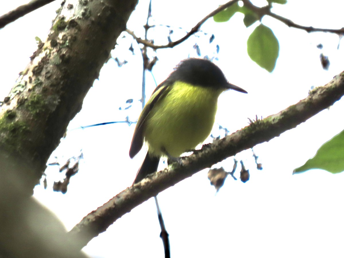 Common Tody-Flycatcher - ML644548346