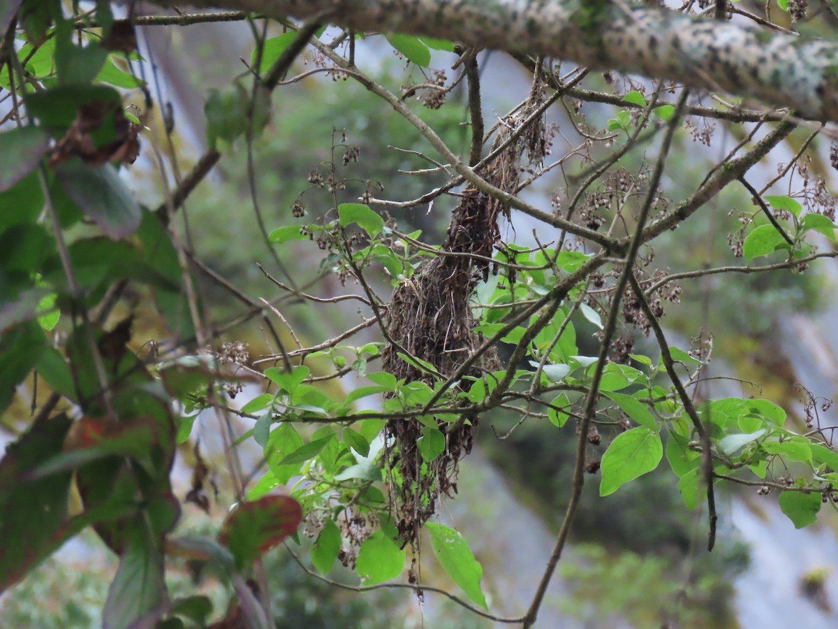 Common Tody-Flycatcher - ML644548347