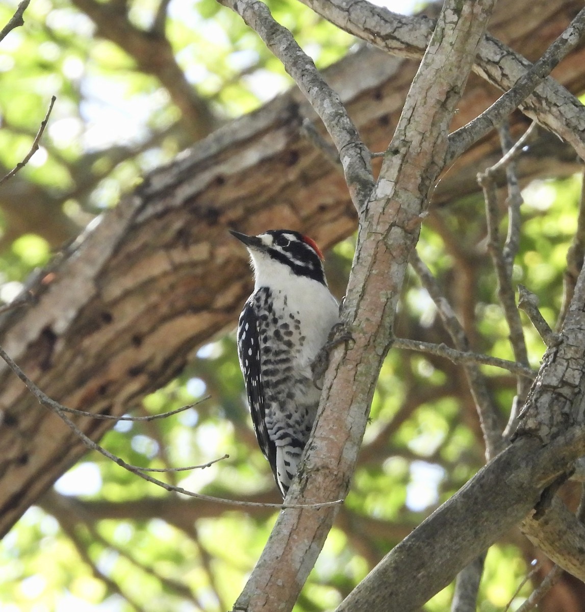 Nuttall's Woodpecker - ML644548353