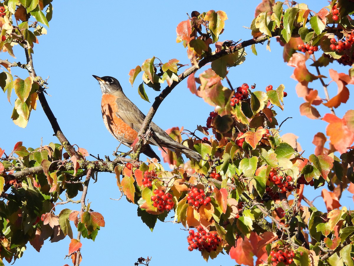 קיכלי נודד - ML644548354