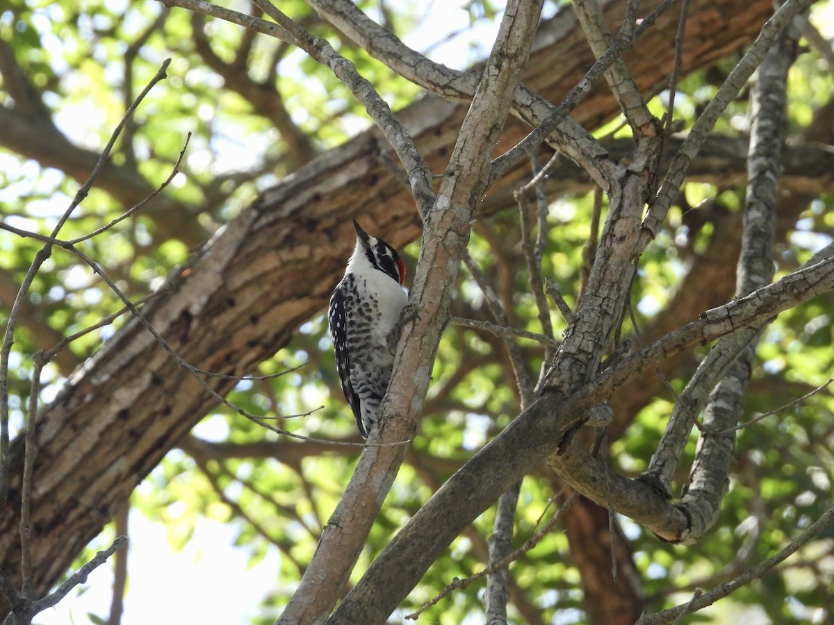 Nuttall's Woodpecker - ML644548355