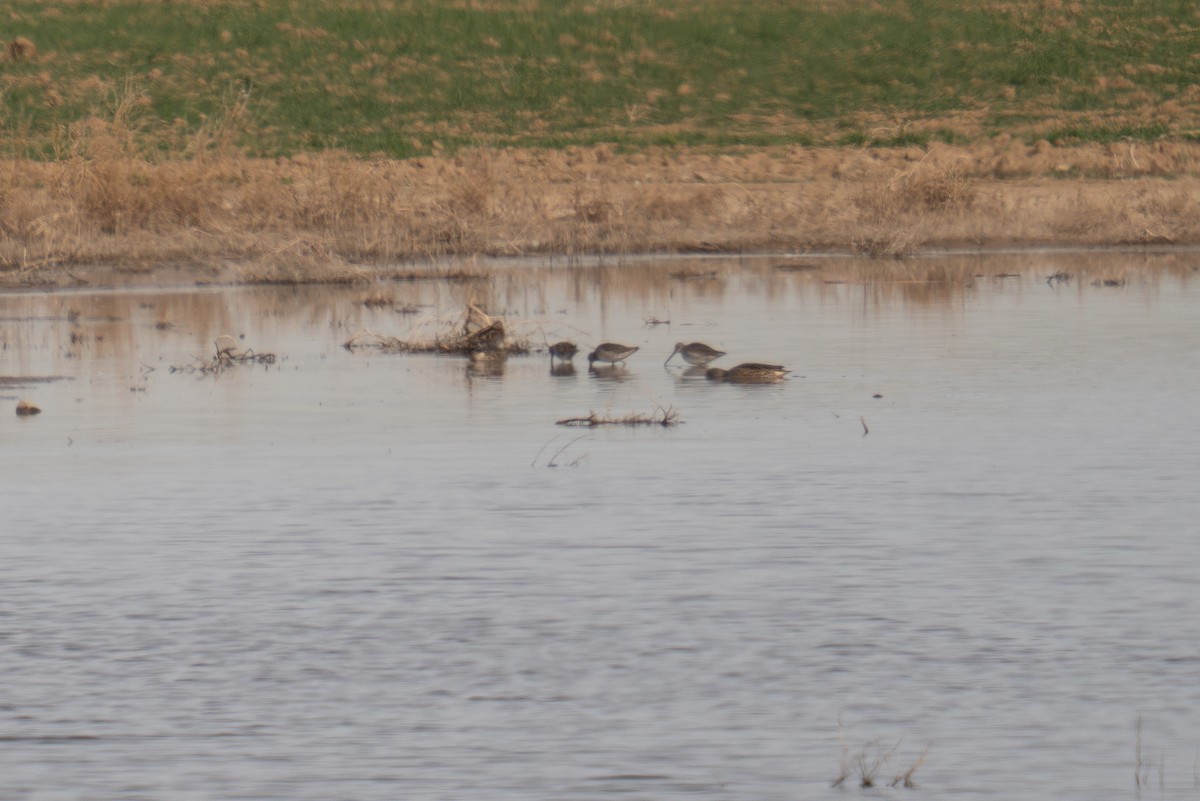 Long-billed Dowitcher - ML644548356