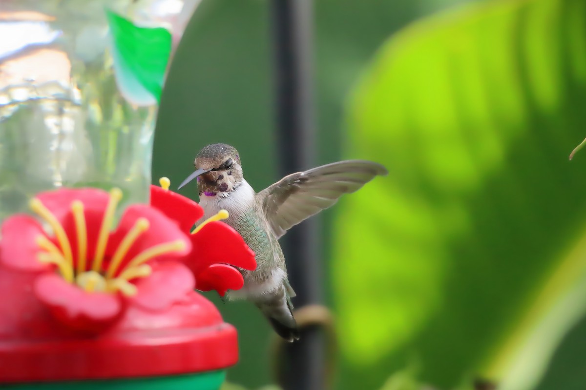 Фиалковый калипсо - ML644548357