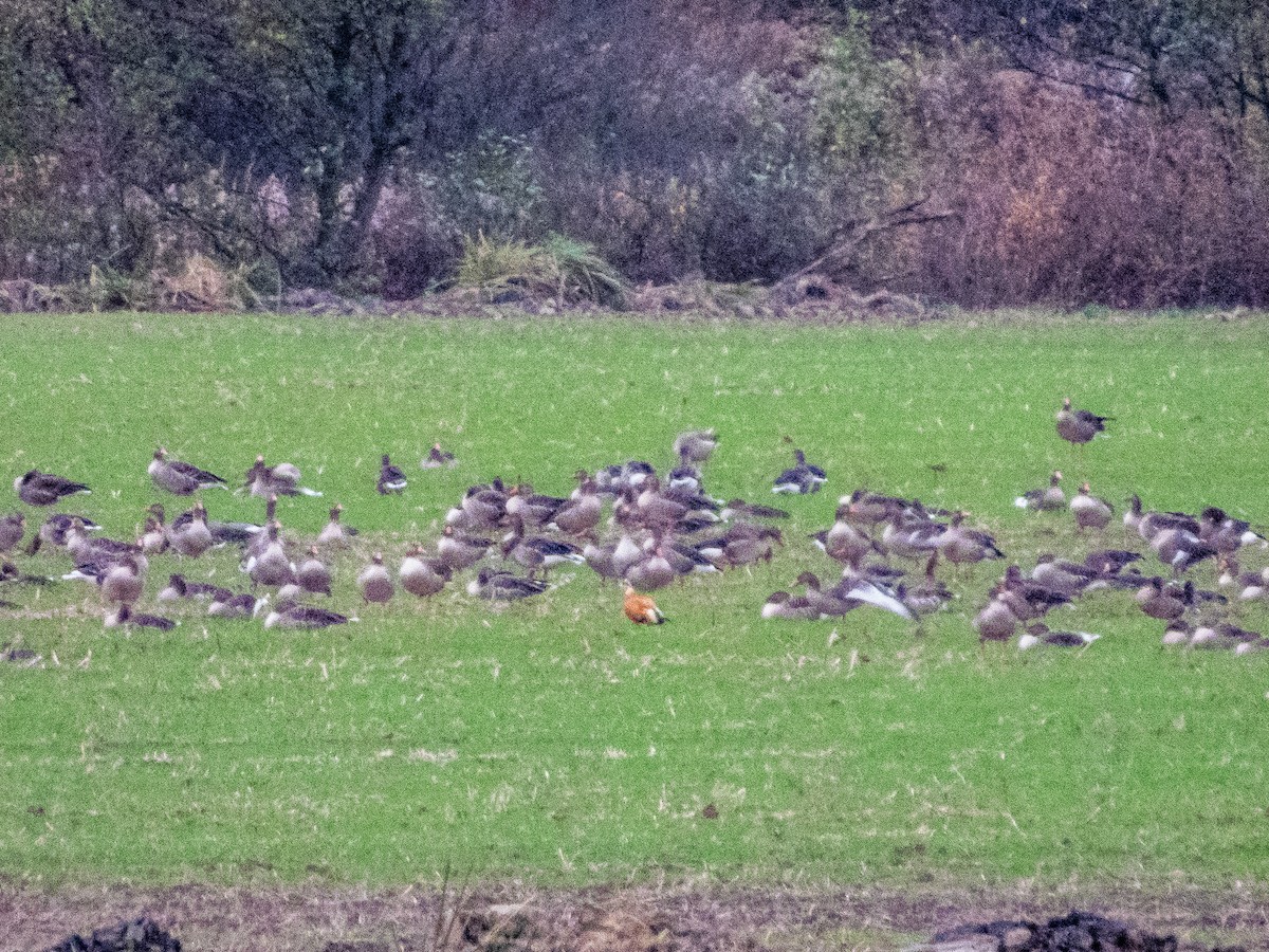 husice rezavá - ML644548359