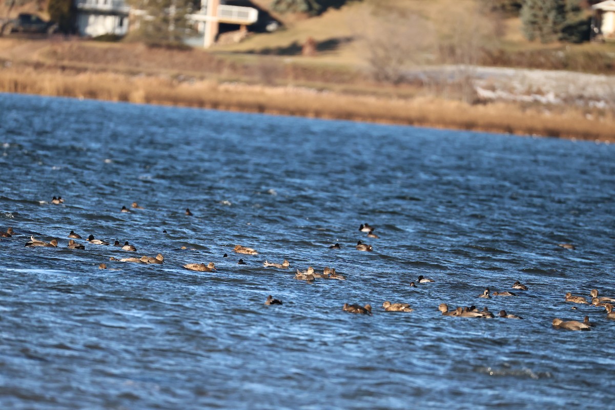 Gadwall - ML644548361