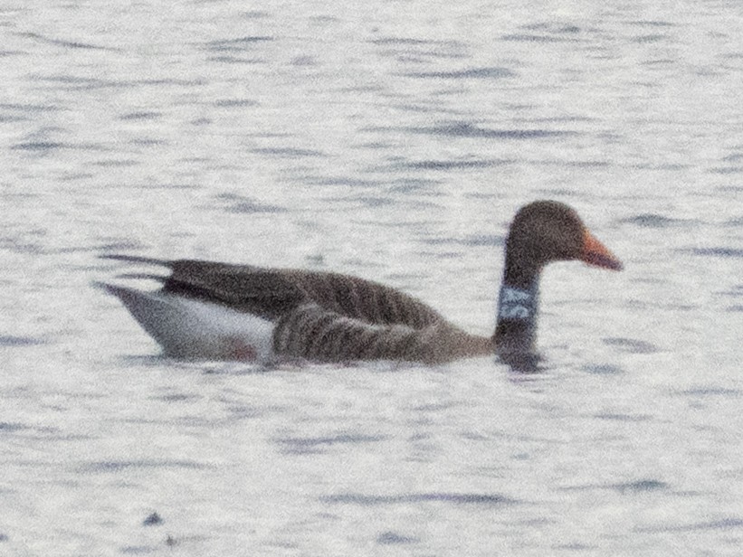 灰雁 - ML644548362