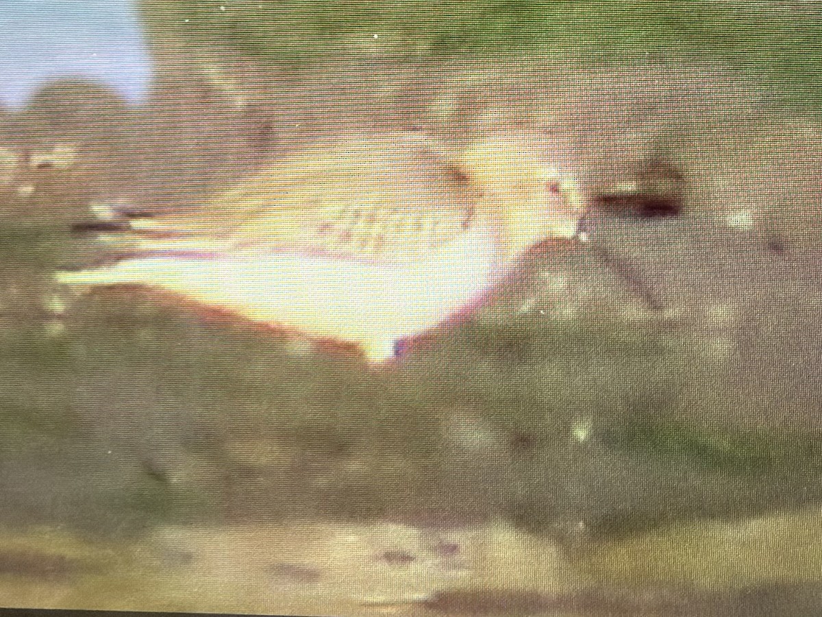 Alpenstrandläufer - ML644548364