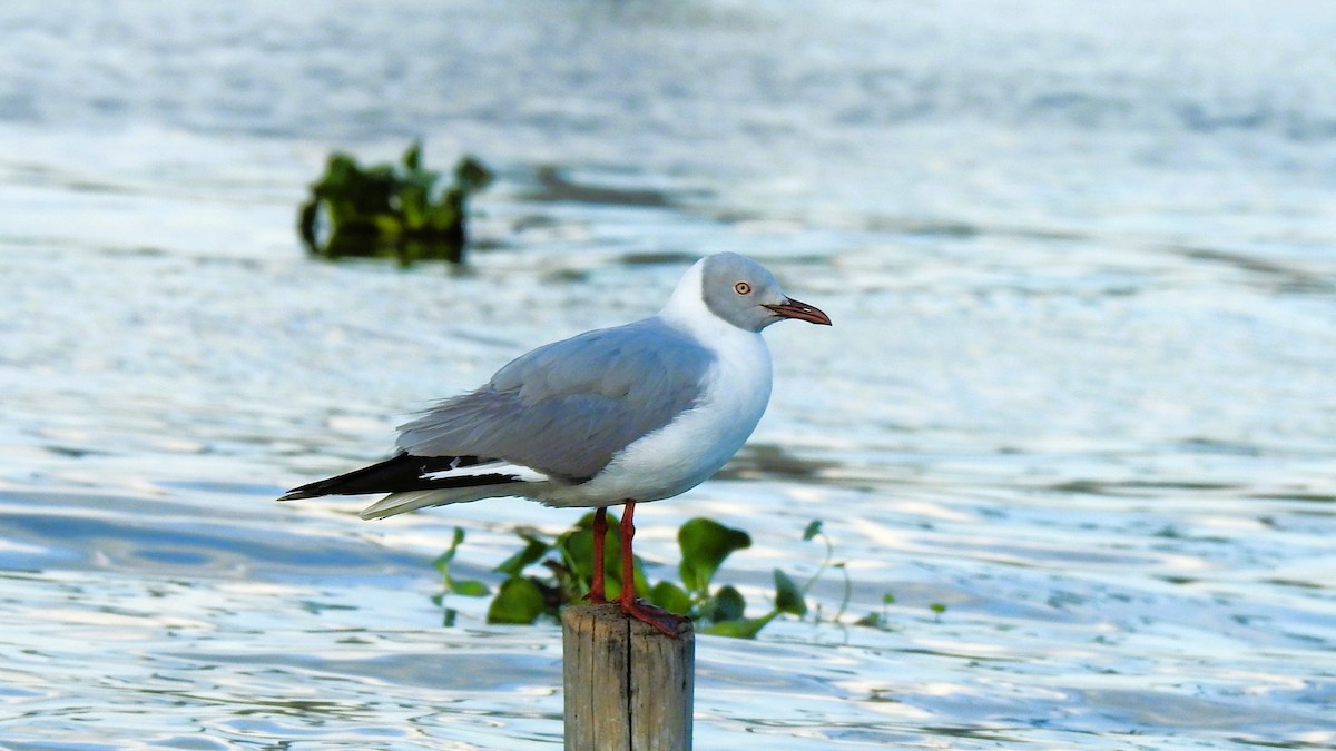 Мартин сіроголовий - ML644548365