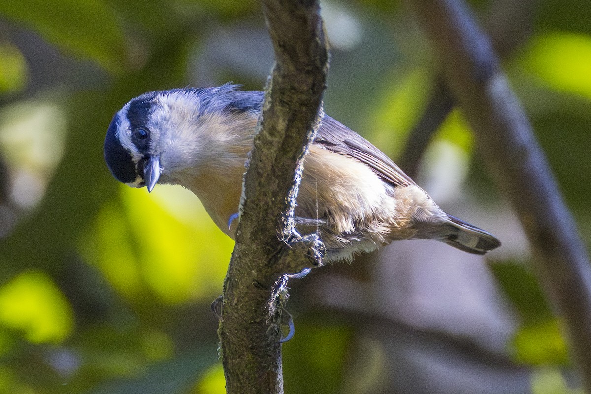 Red-breasted Nuthatch - ML644548369