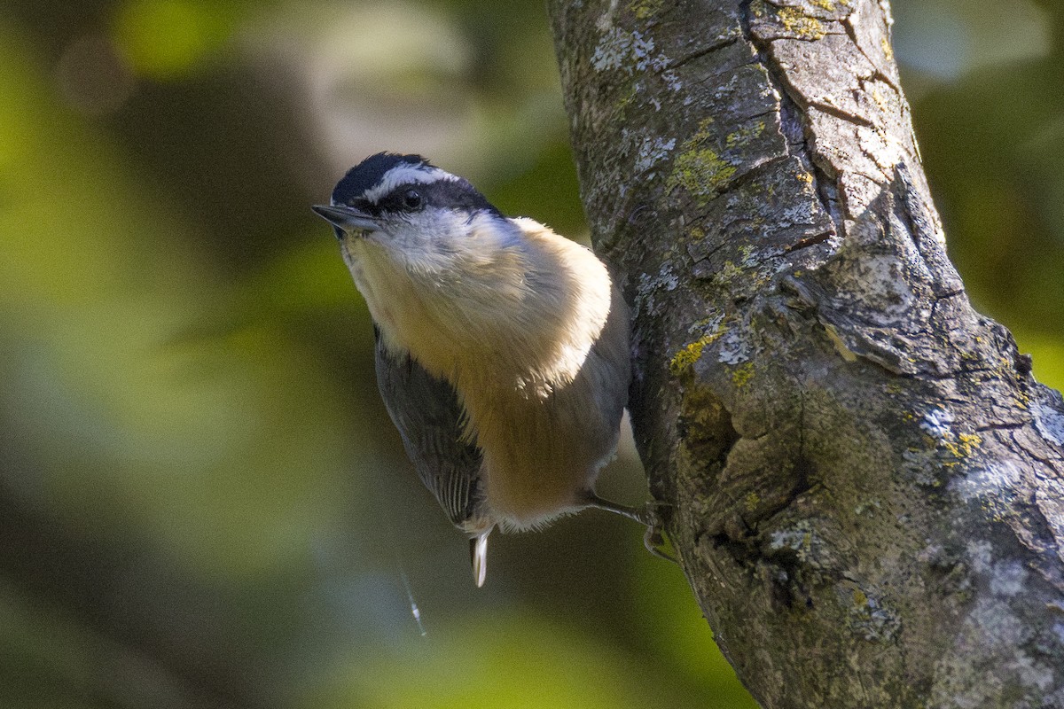 Red-breasted Nuthatch - ML644548370