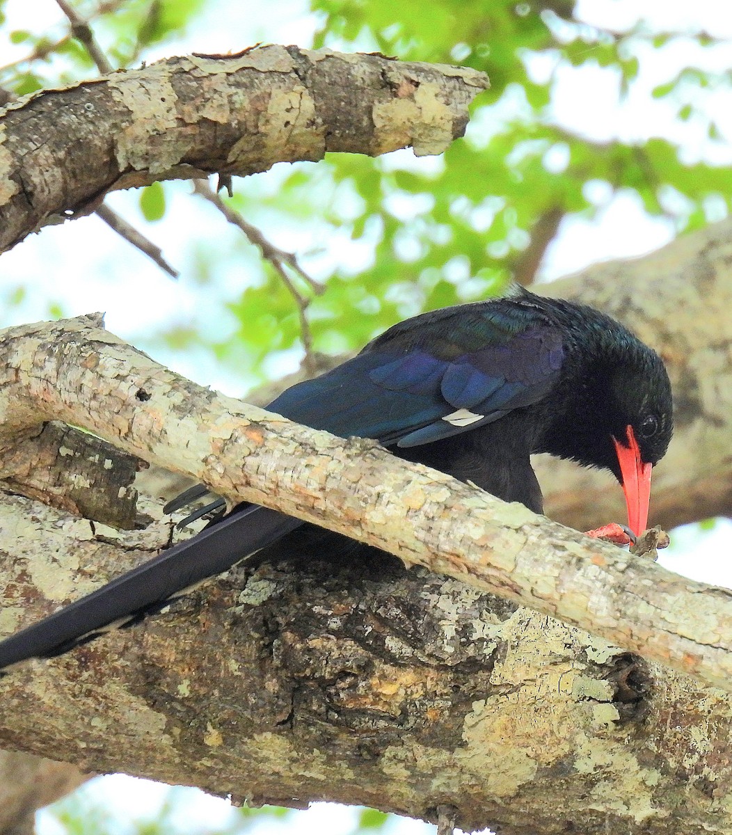 Green Woodhoopoe - ML644548371