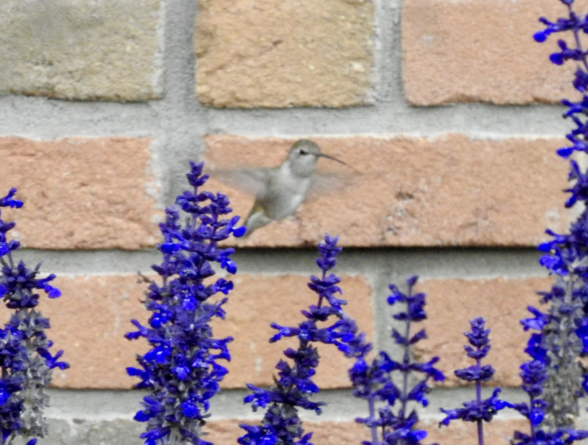 Black-chinned Hummingbird - ML644548379