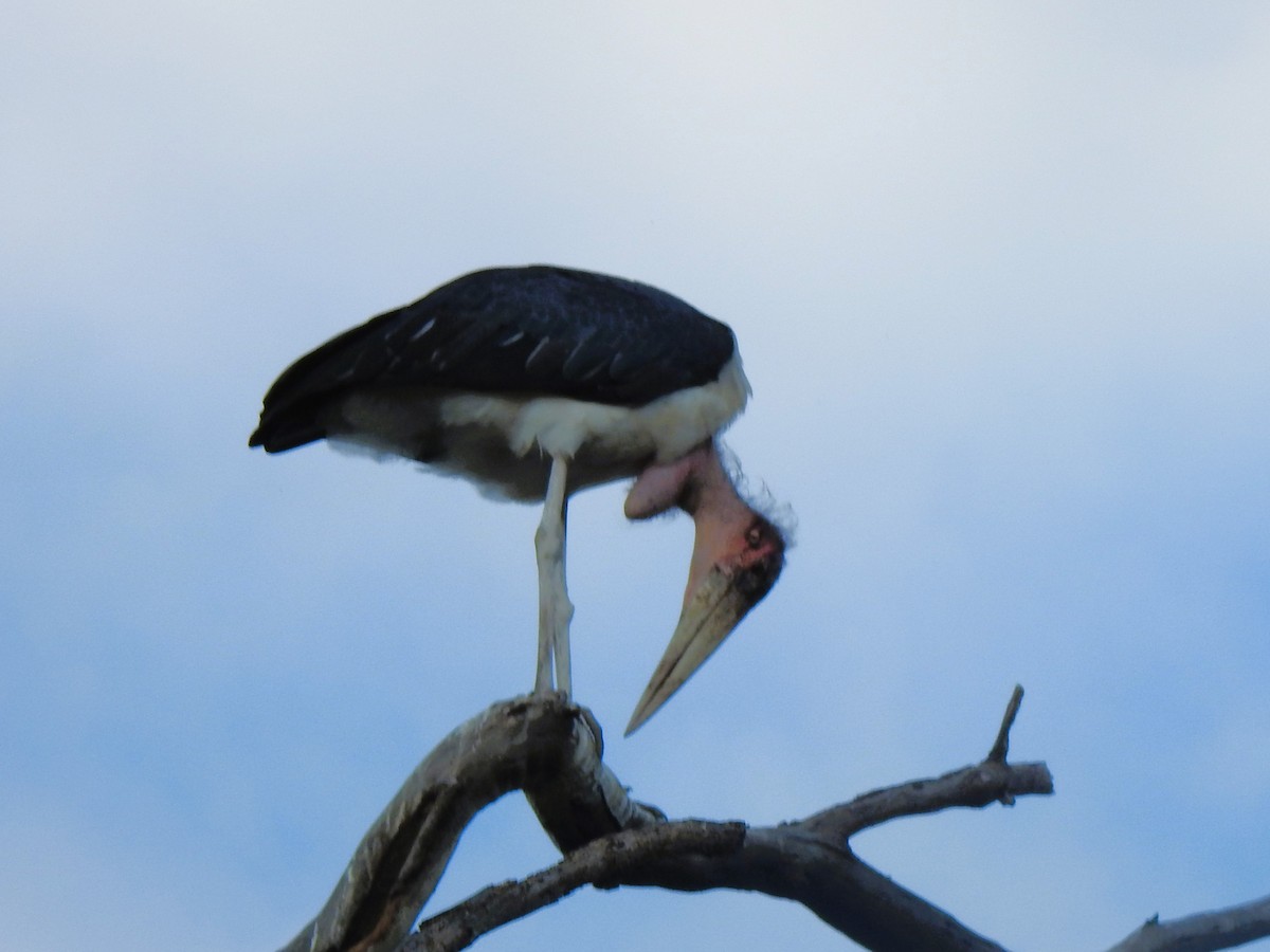 Marabu - ML644548380