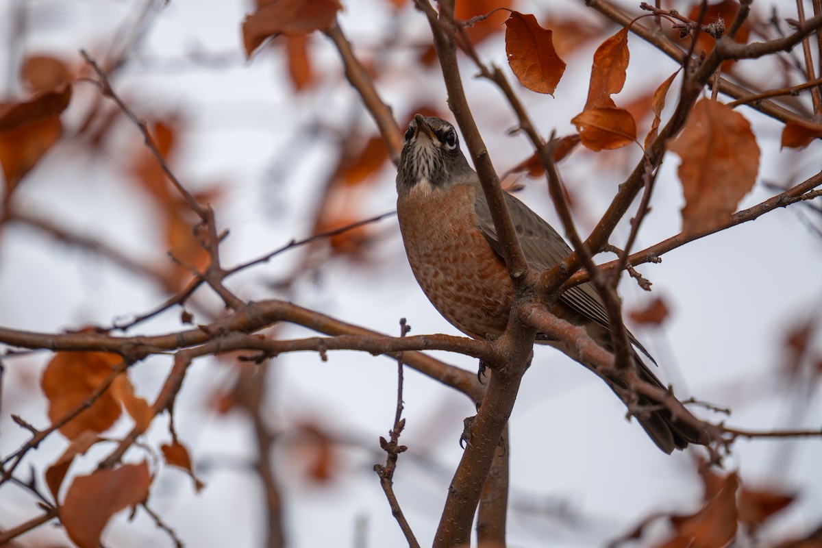קיכלי נודד - ML644548382