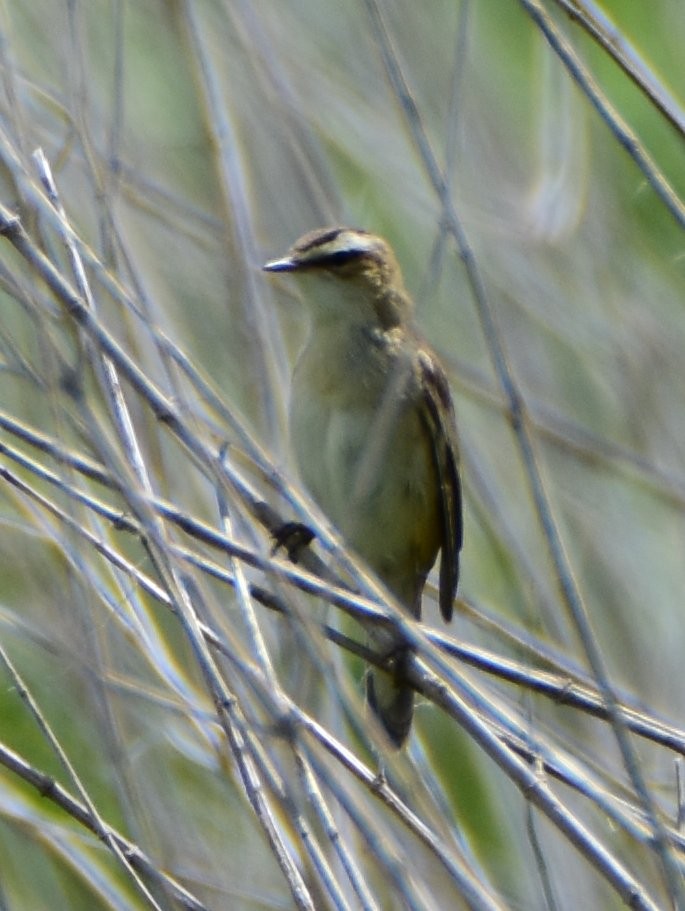 Sedge Warbler - ML644548383