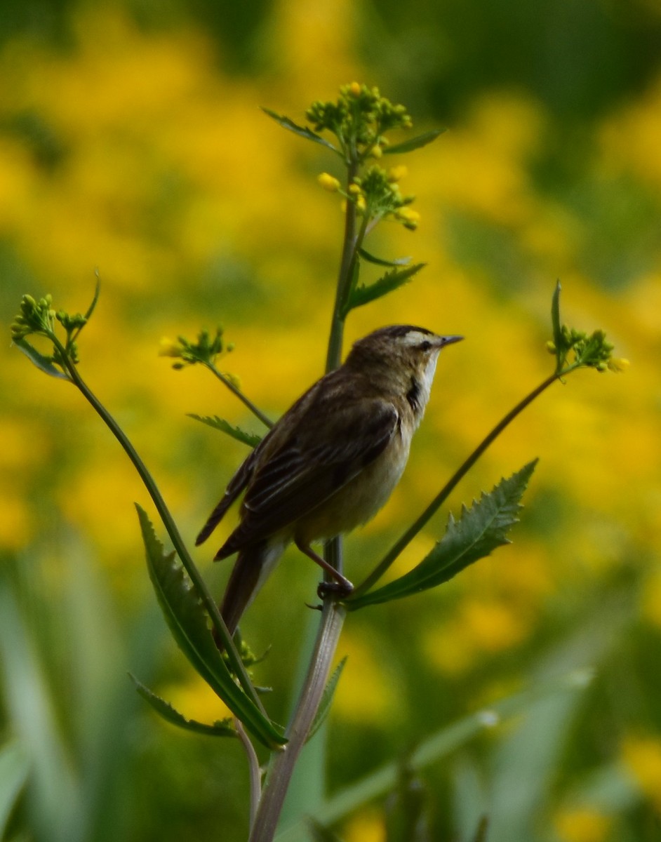 Sedge Warbler - ML644548384