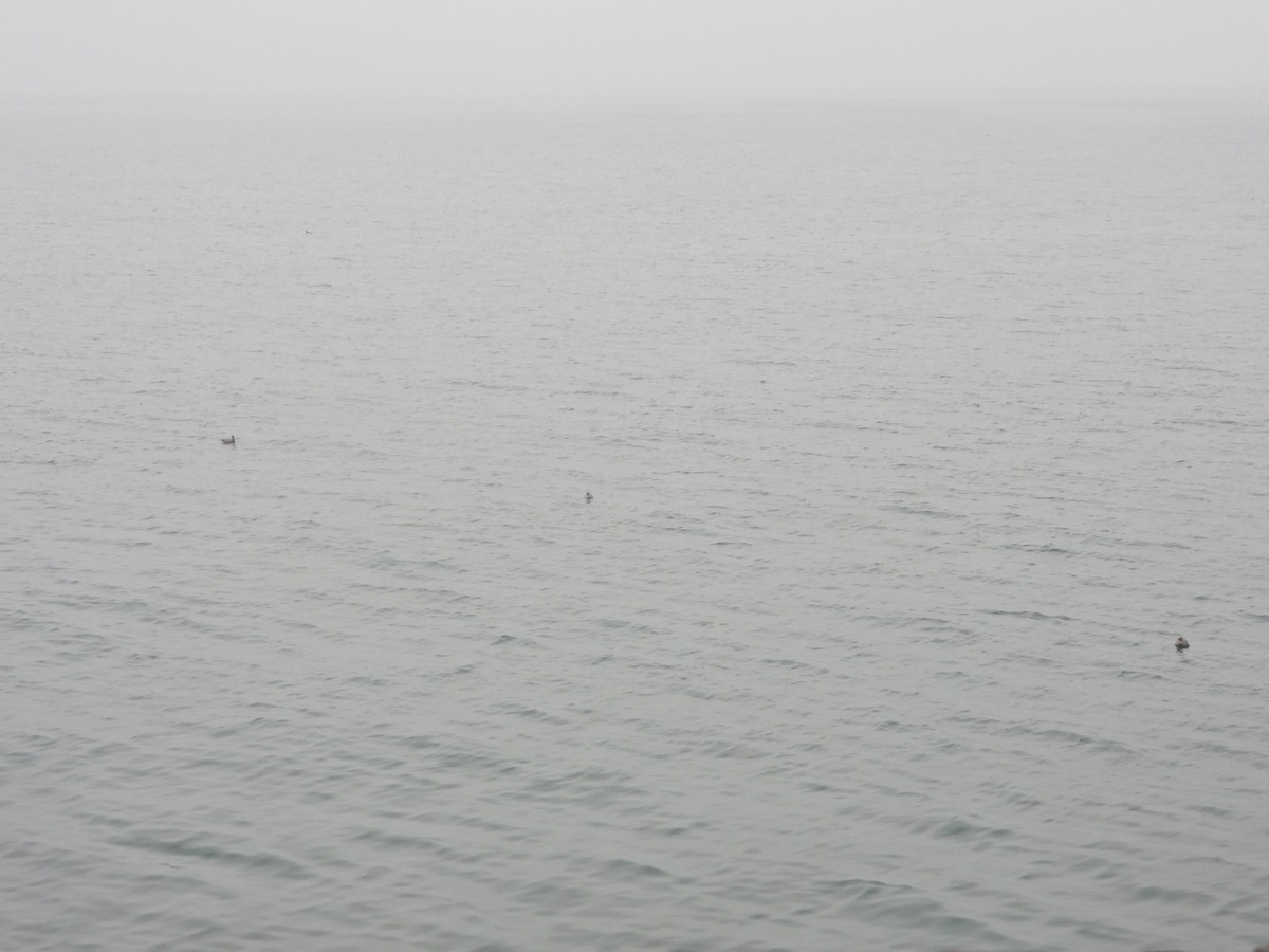 Буревісник кочівний - ML644548392