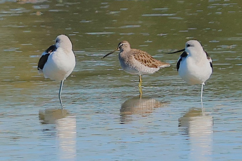 Long-billed Dowitcher - ML644548395