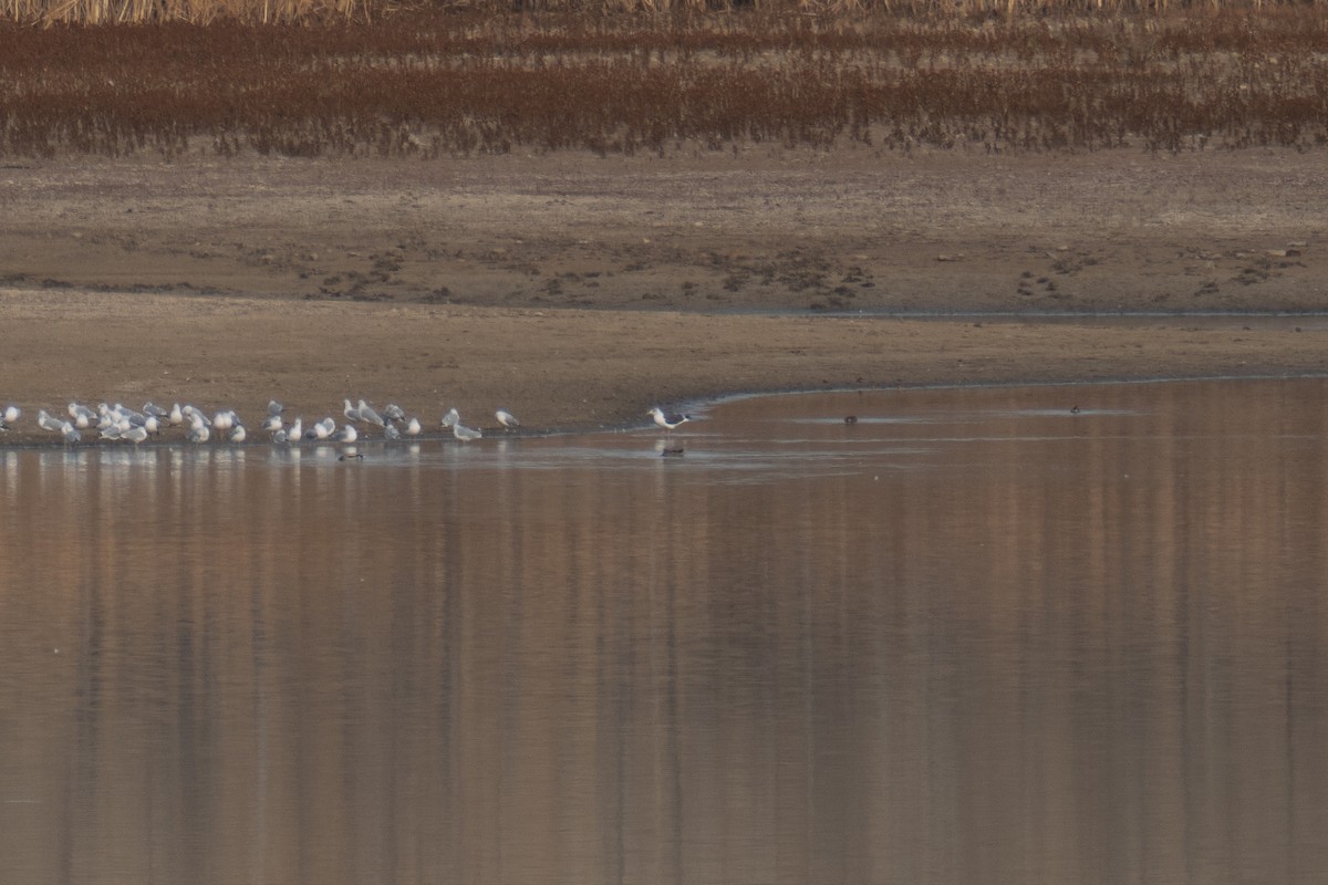 Kara Sırtlı Martı - ML644548403