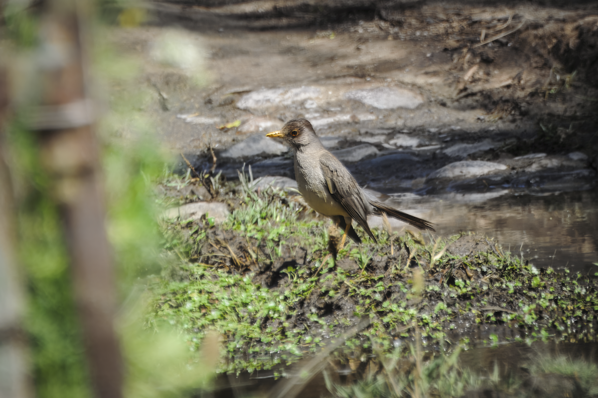 Дрізд південний - ML644548404
