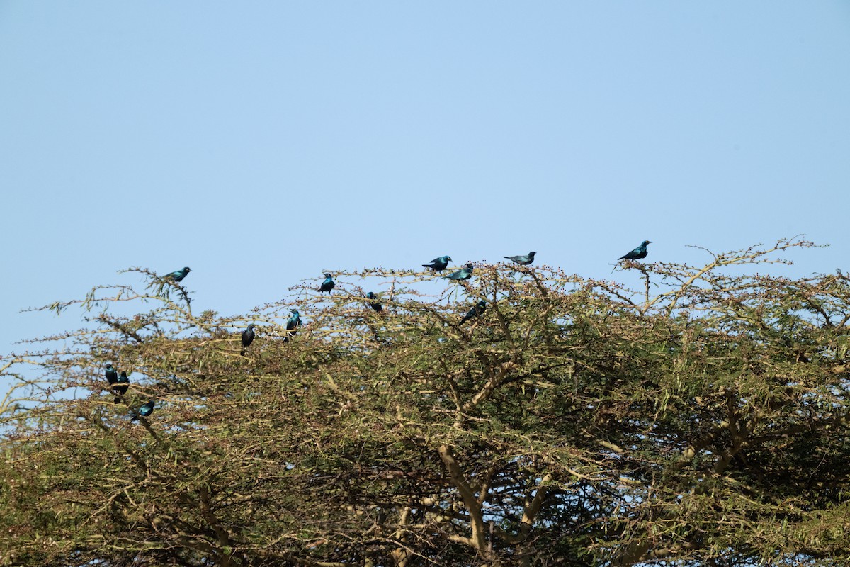 Greater Blue-eared Starling - ML644548405