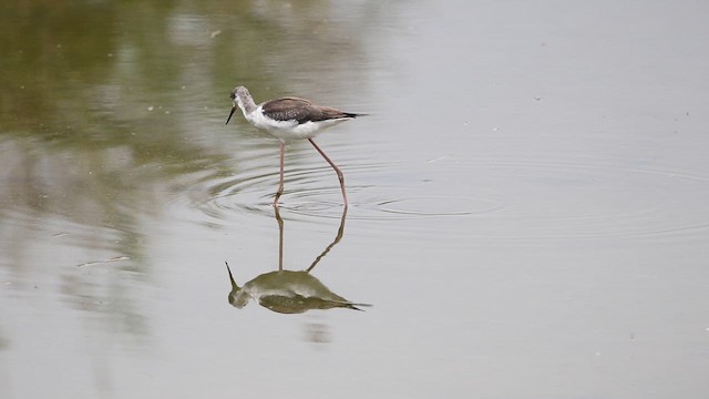 Échasse blanche - ML644548408