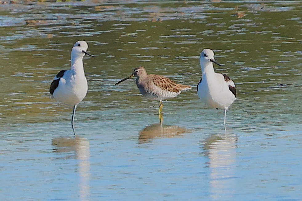 Long-billed Dowitcher - ML644548409