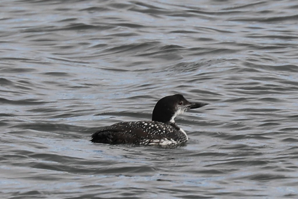 Common Loon - ML644548410