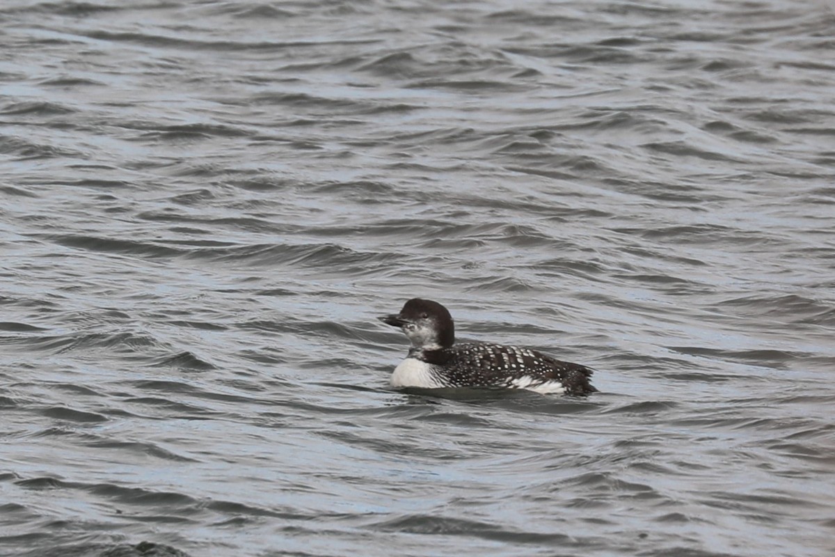 Common Loon - ML644548411