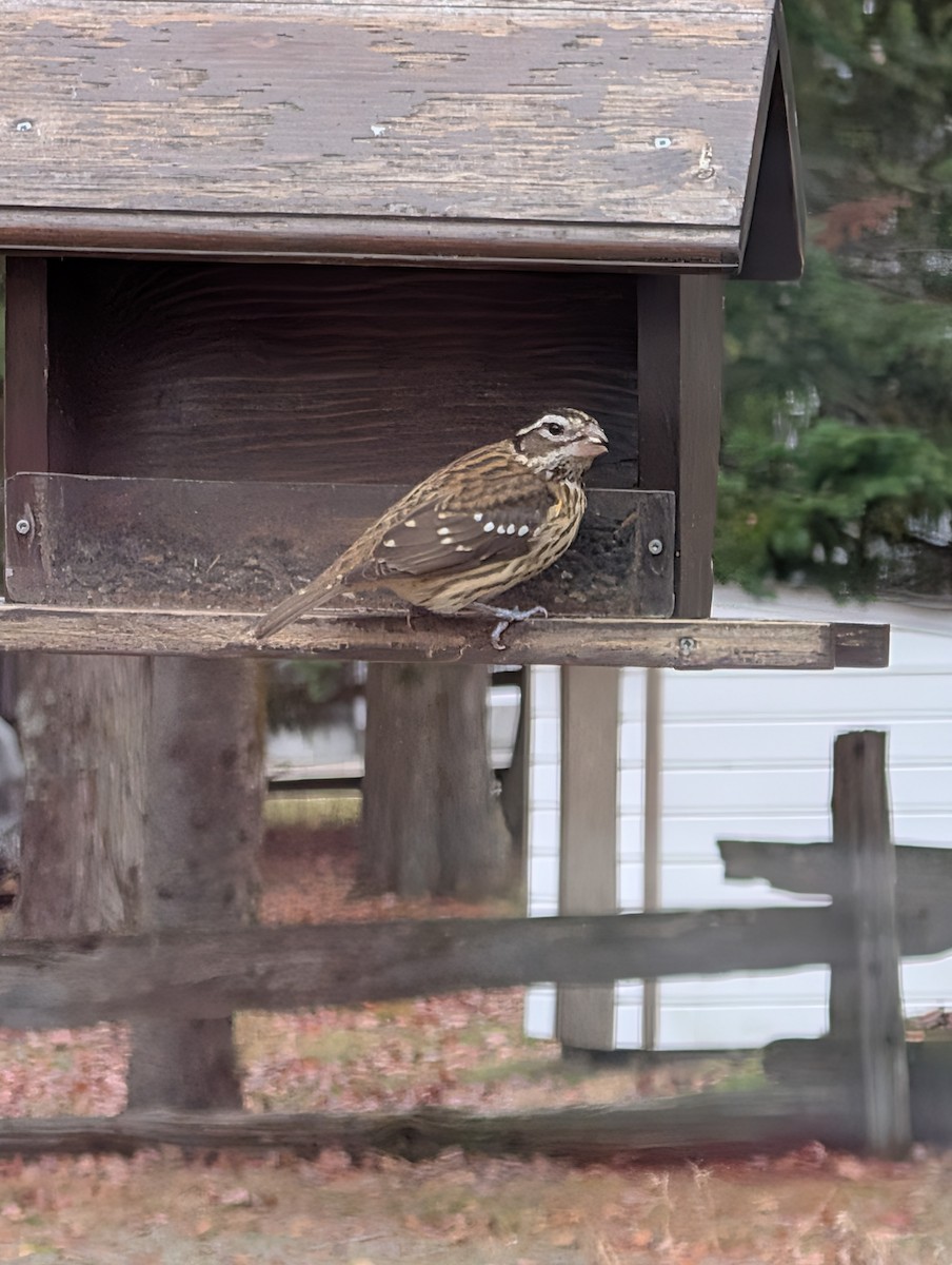 Rose-breasted Grosbeak - ML644548412