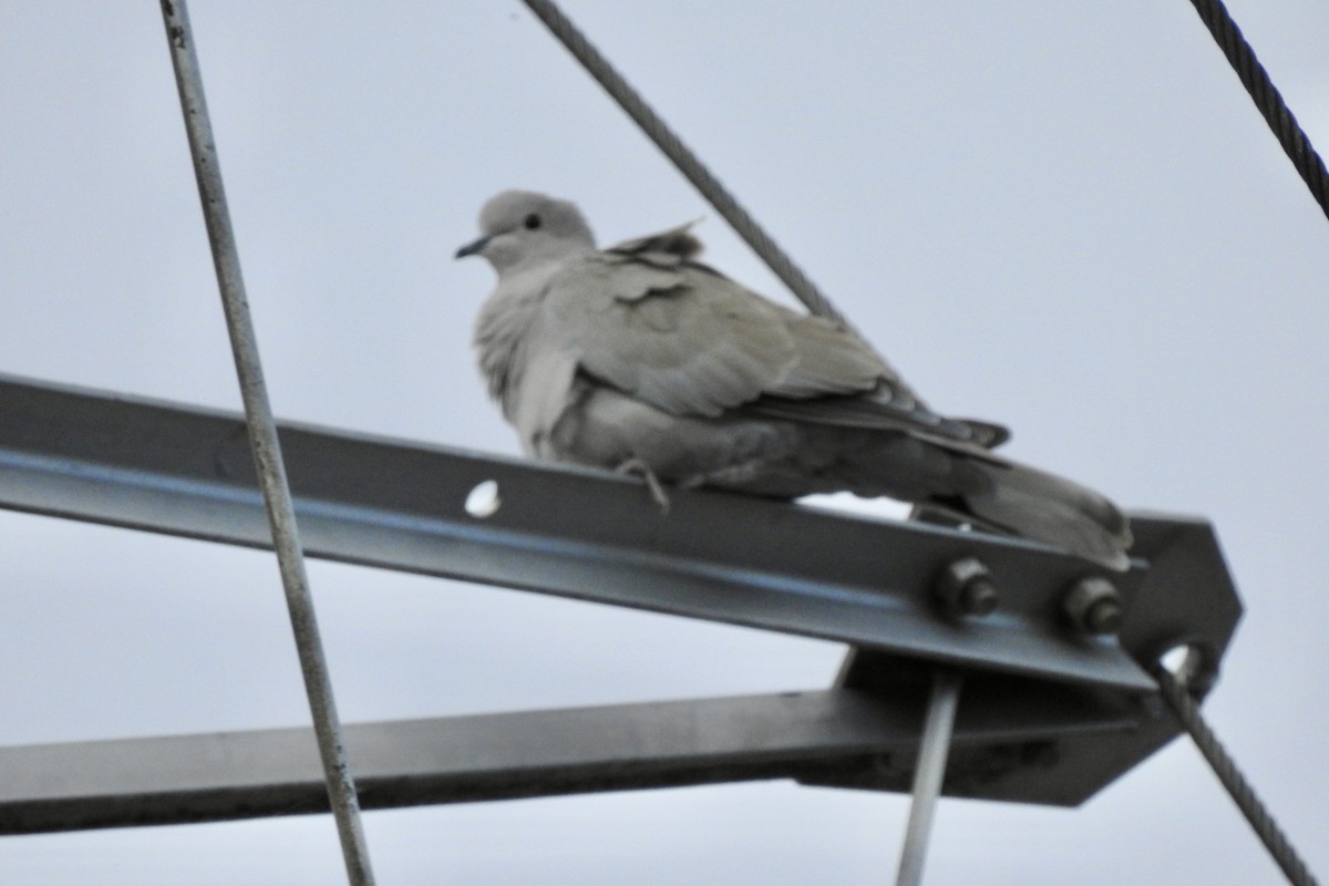 Eurasian Collared-Dove - ML644548413