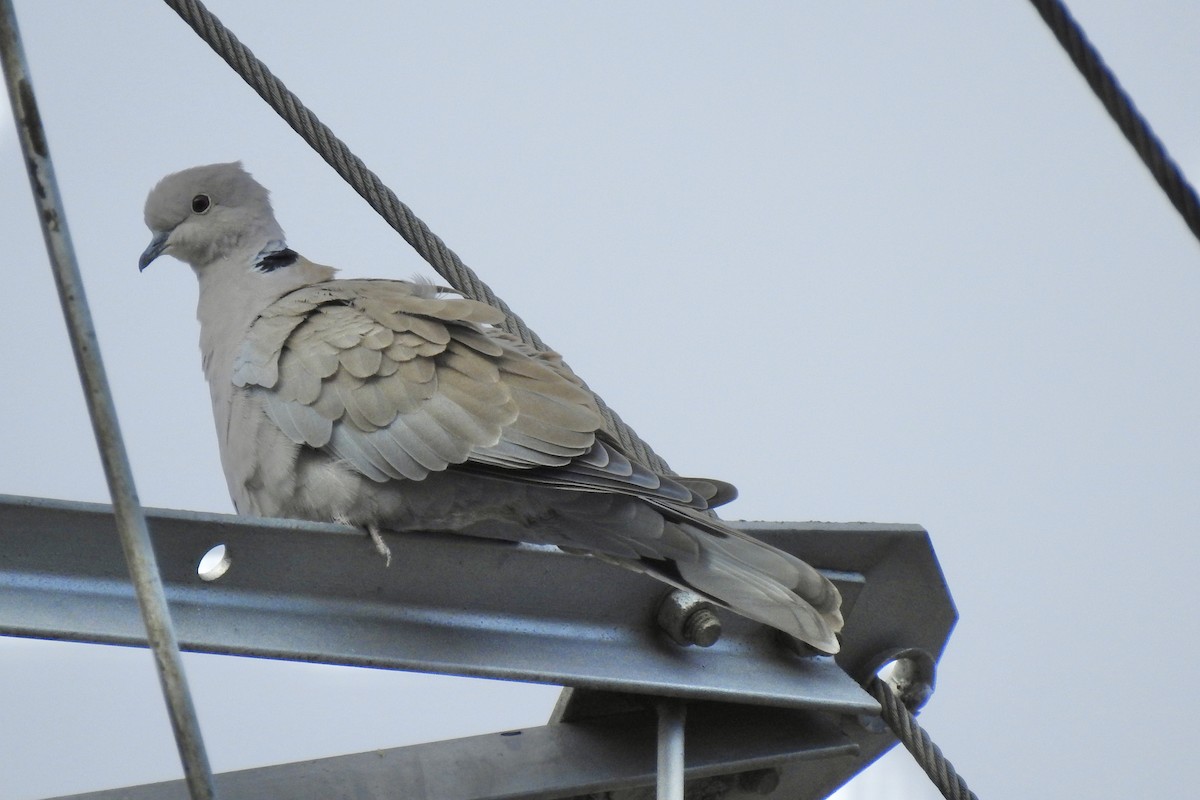Eurasian Collared-Dove - ML644548414