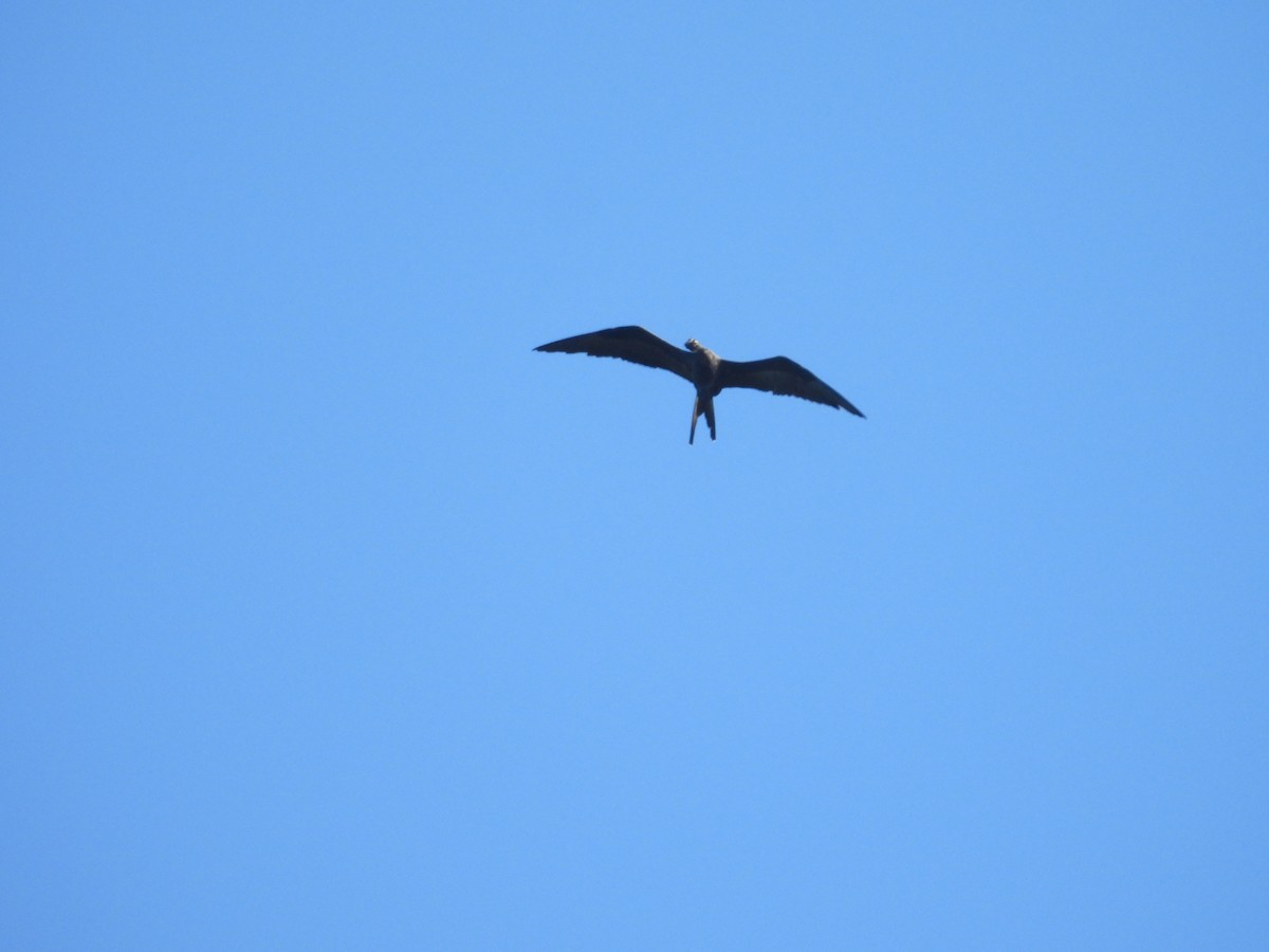 Magnificent Frigatebird - ML644548417