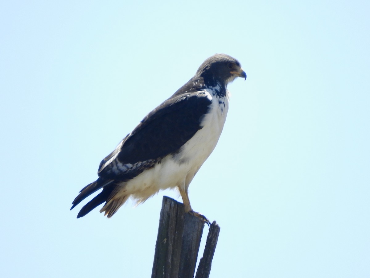 Augur Buzzard - ML644548418