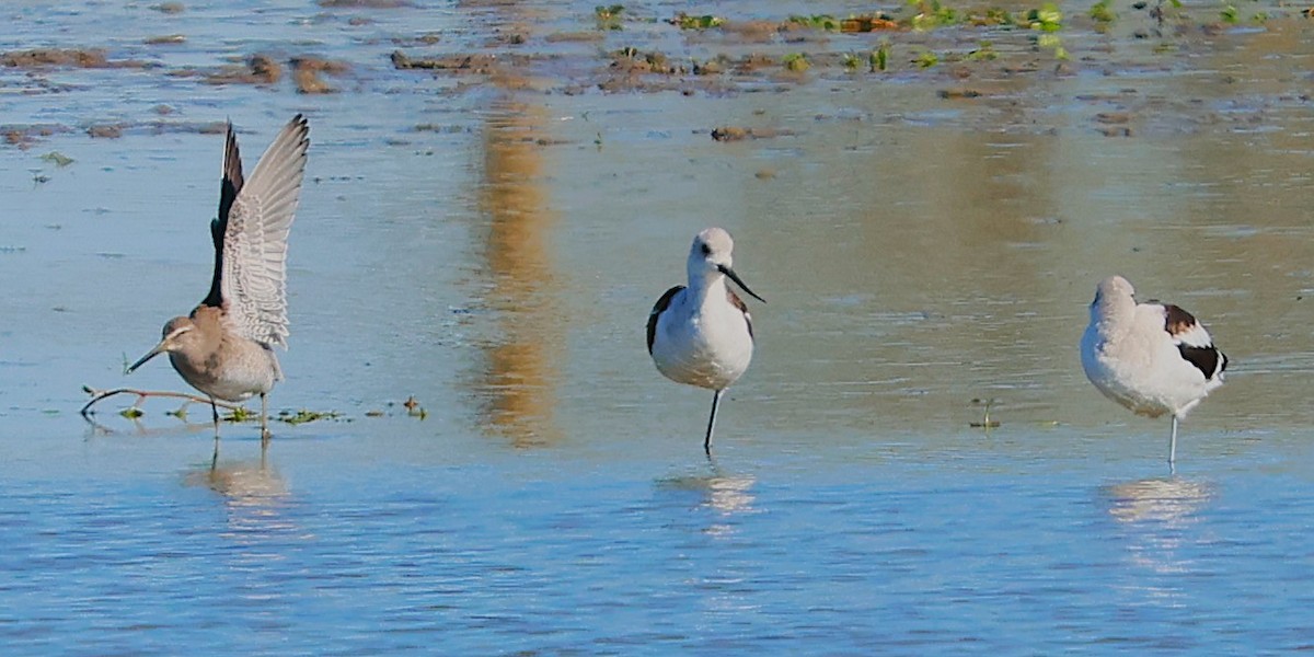 Long-billed Dowitcher - ML644548422