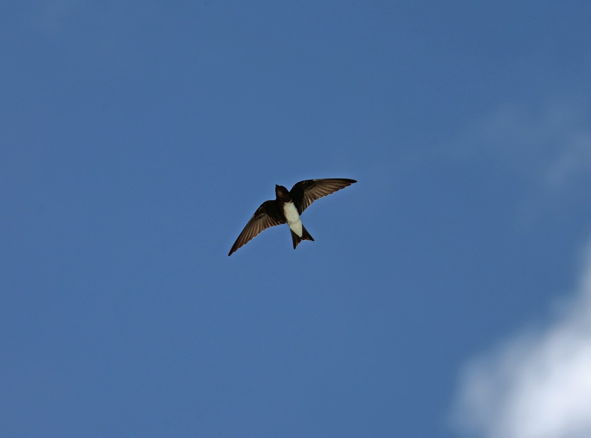 Caribbean Martin - ML644548440