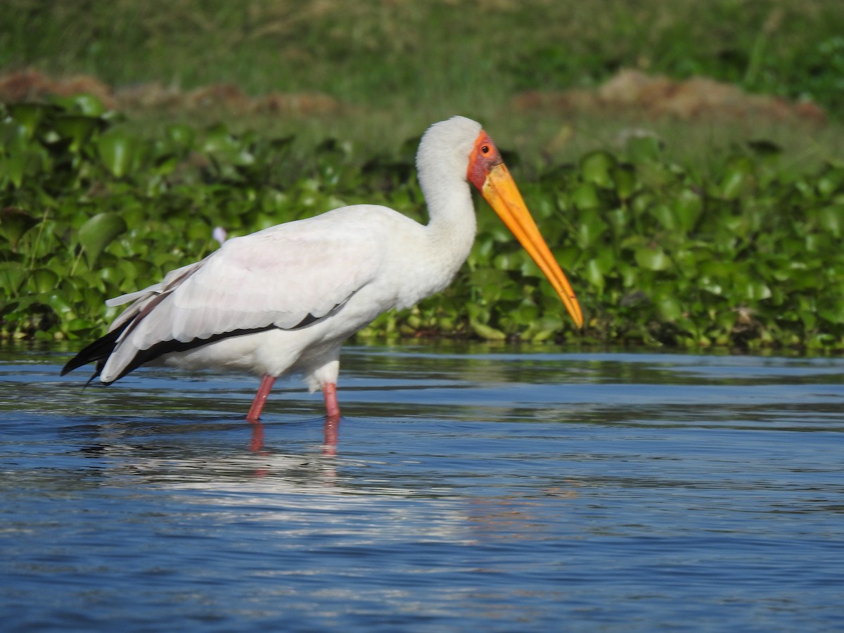 חסידן ורוד - ML644548442