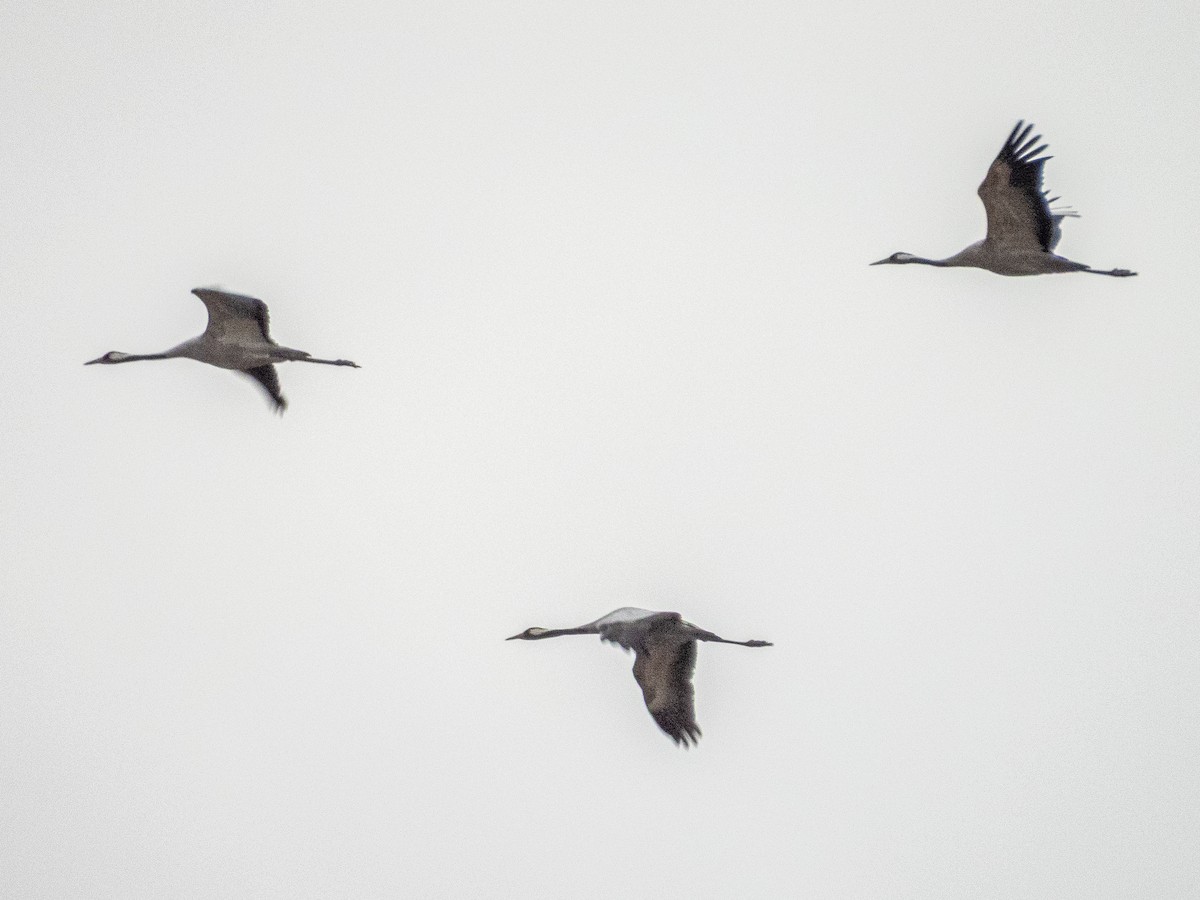 クロヅル - ML644548462