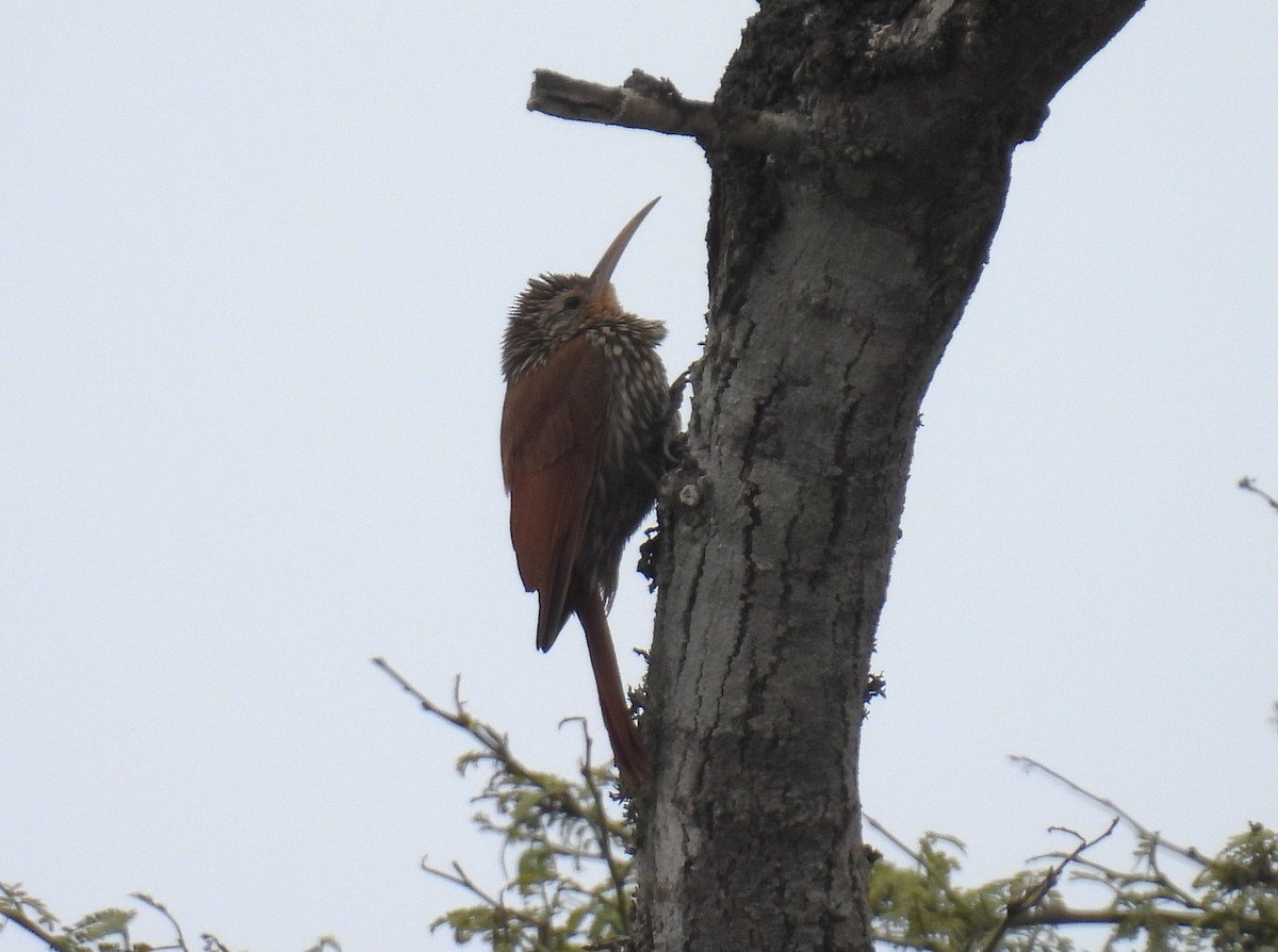 Streak-headed Woodcreeper - ML644548464