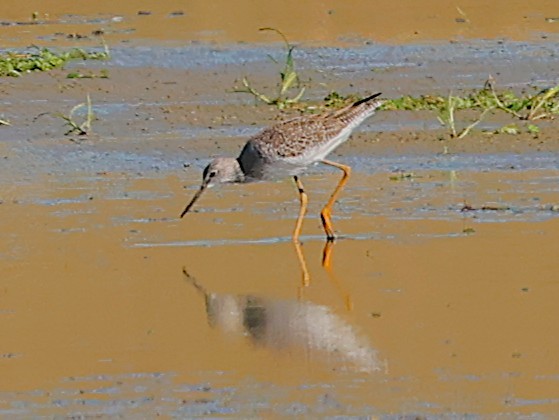 Greater Yellowlegs - ML644548470